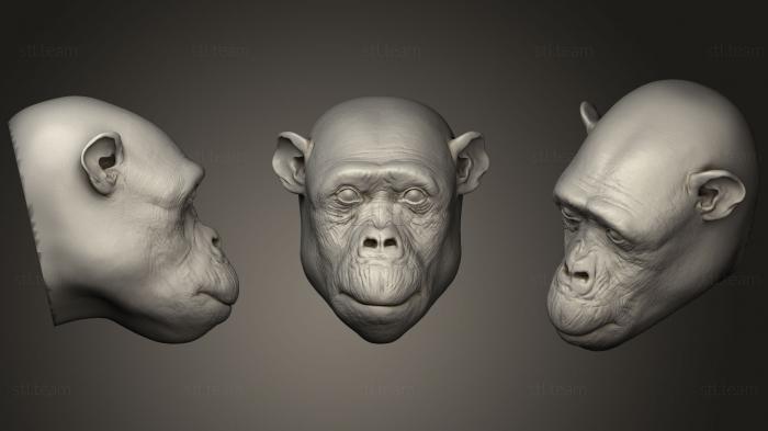 3D модель Шимпанзе 97 (STL)